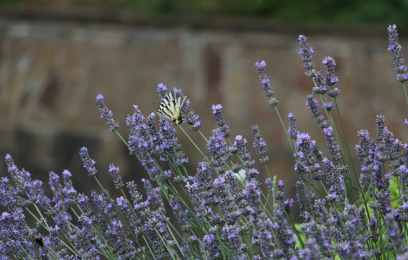 Photo wallpaper summer, Park, butterfly, Crimea, lavender