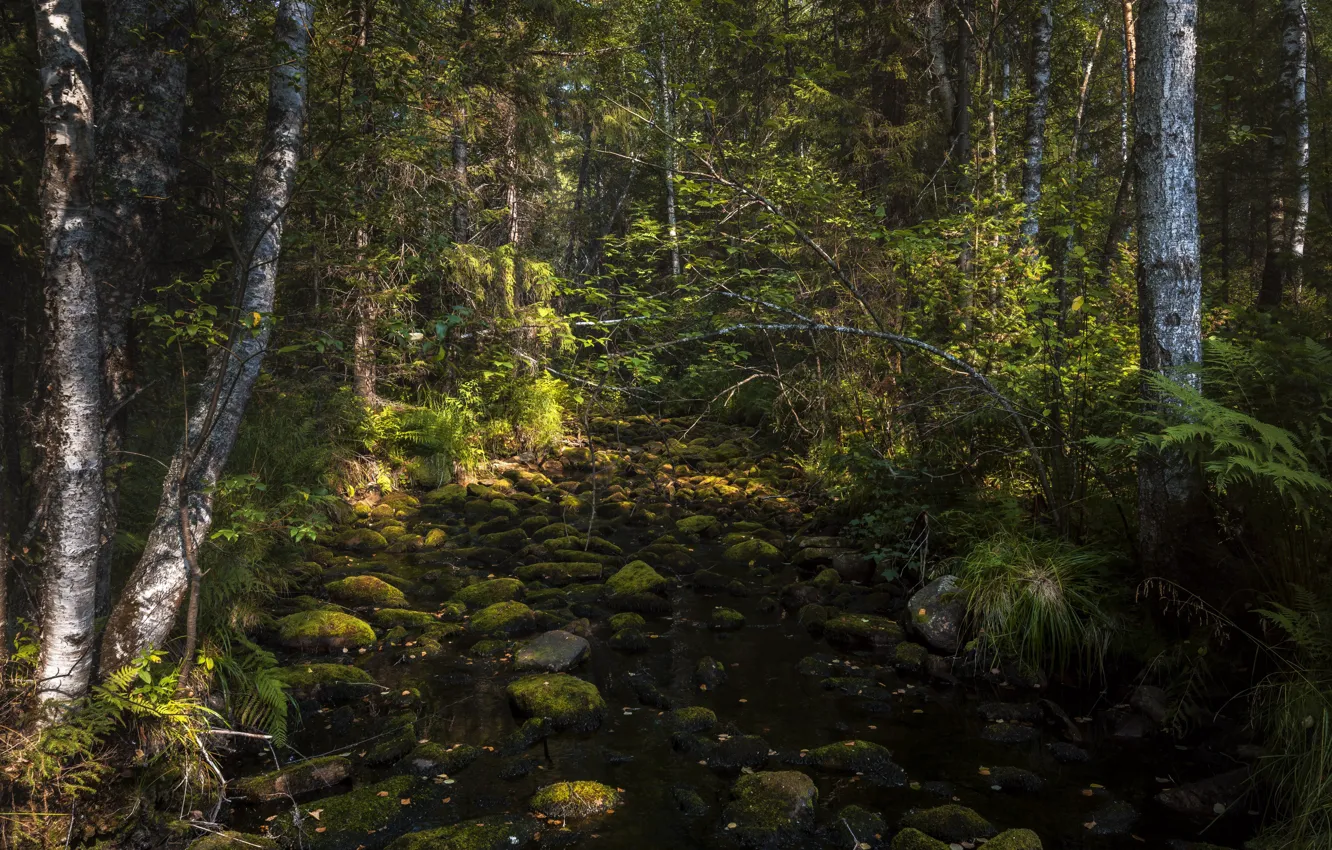 Photo wallpaper forest, stream, stones, thickets, moss