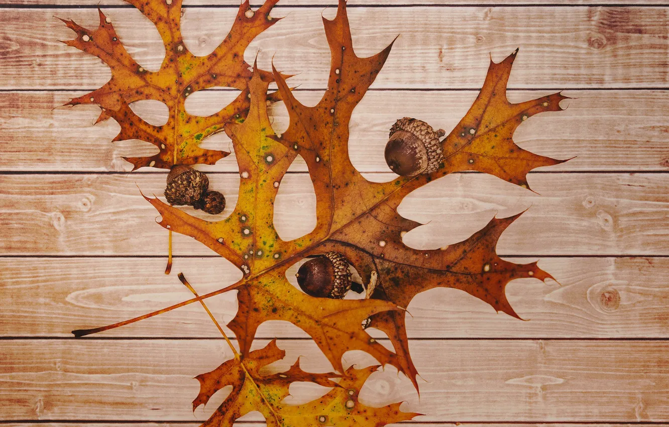 Photo wallpaper autumn, leaves, acorn