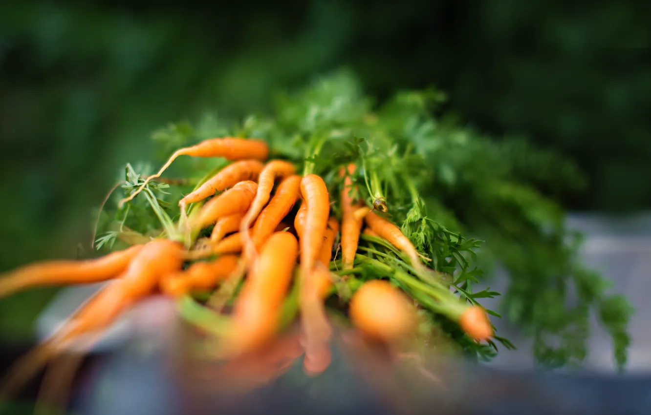 Photo wallpaper nature, harvest, carrots, the garden, Latio