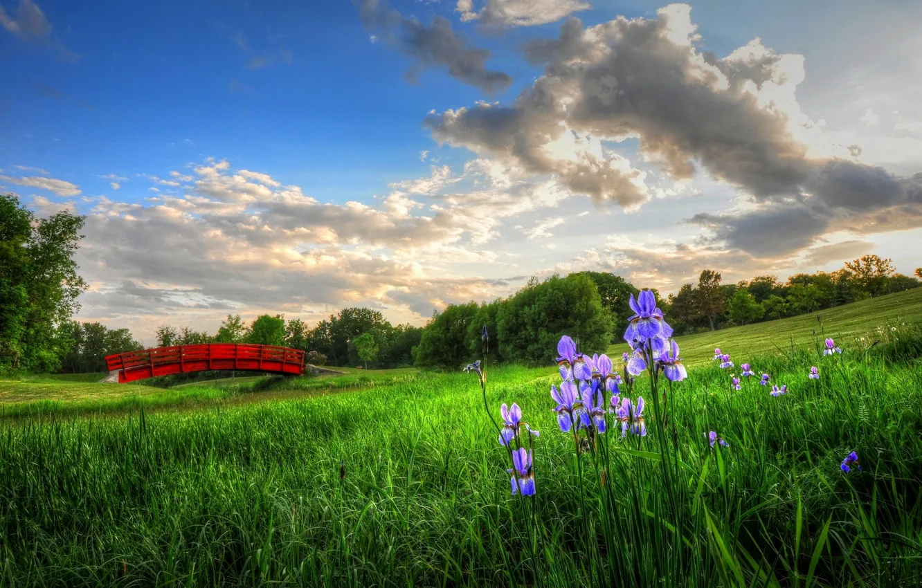 Photo wallpaper flowers, bridge, meadow, irises