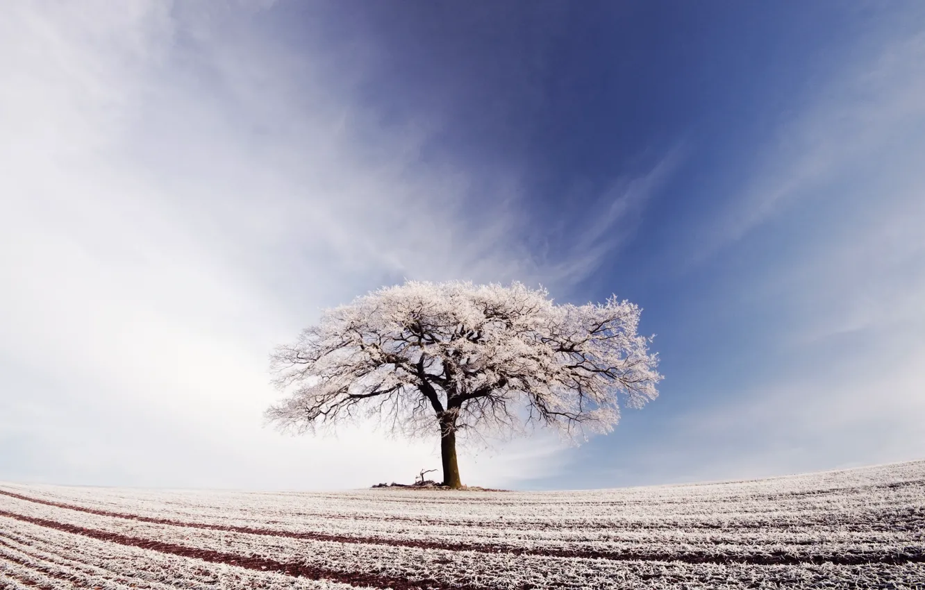 Photo wallpaper frost, field, the sky, clouds, tree