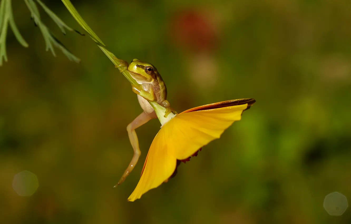 Photo wallpaper macro, flowers, frog, the common frog, drevenica