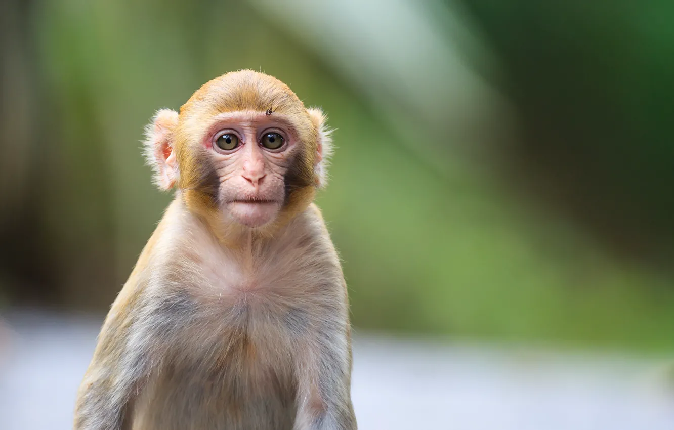 Photo wallpaper monkey, coat, look, pose, ook