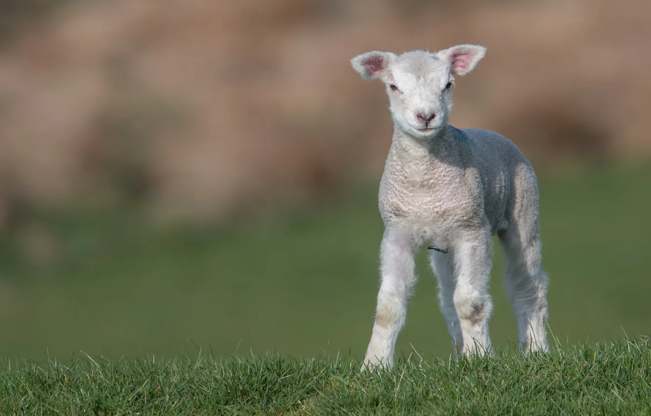 Photo wallpaper field, grass, baby, lamb, sheep, sheep, lamb