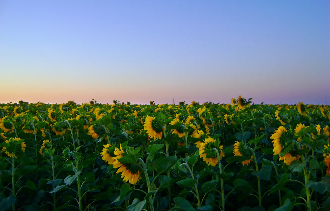 Photo wallpaper field, summer, sunflowers, landscape, nature, dawn, village