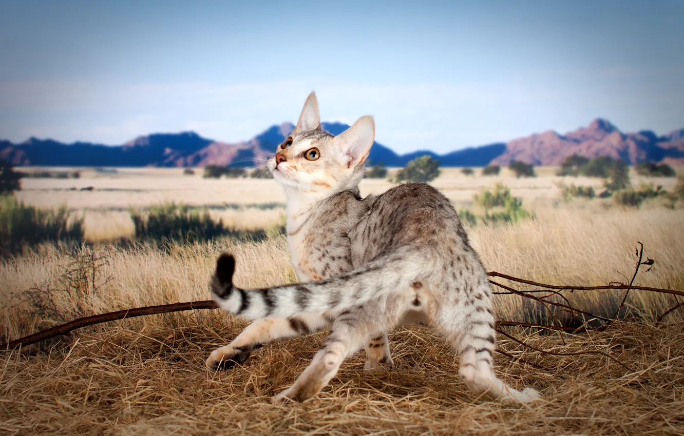 Photo wallpaper field, cat, the sky, cat, mountains, branches, nature, pose
