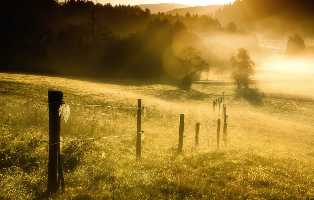 Photo wallpaper field, morning, gossamer