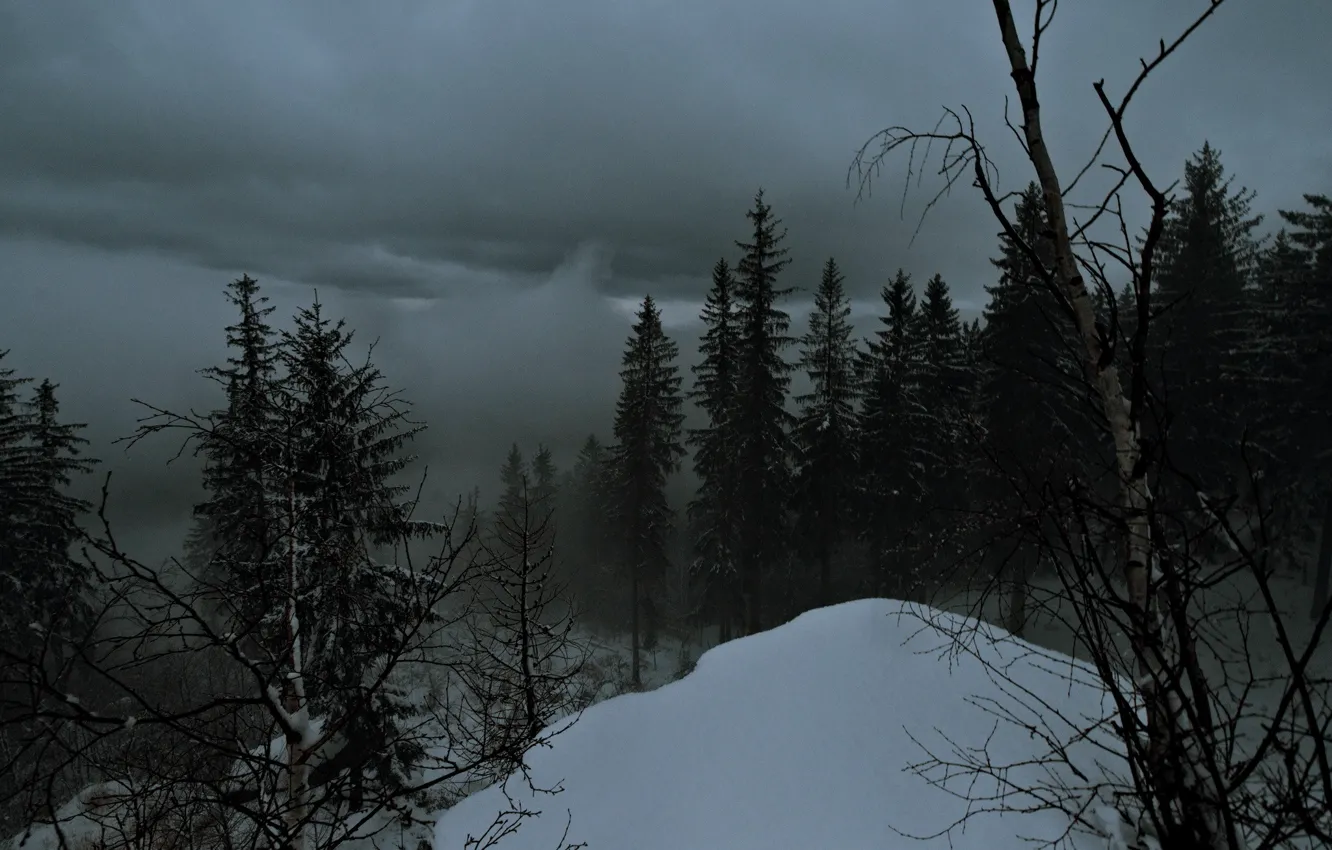 Photo wallpaper winter, forest, the sky, snow, trees, clouds, nature, fog