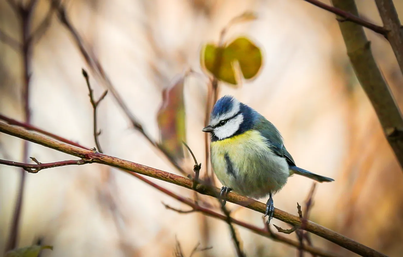 Photo wallpaper autumn, leaves, branches, bird, blur, bokeh, tit
