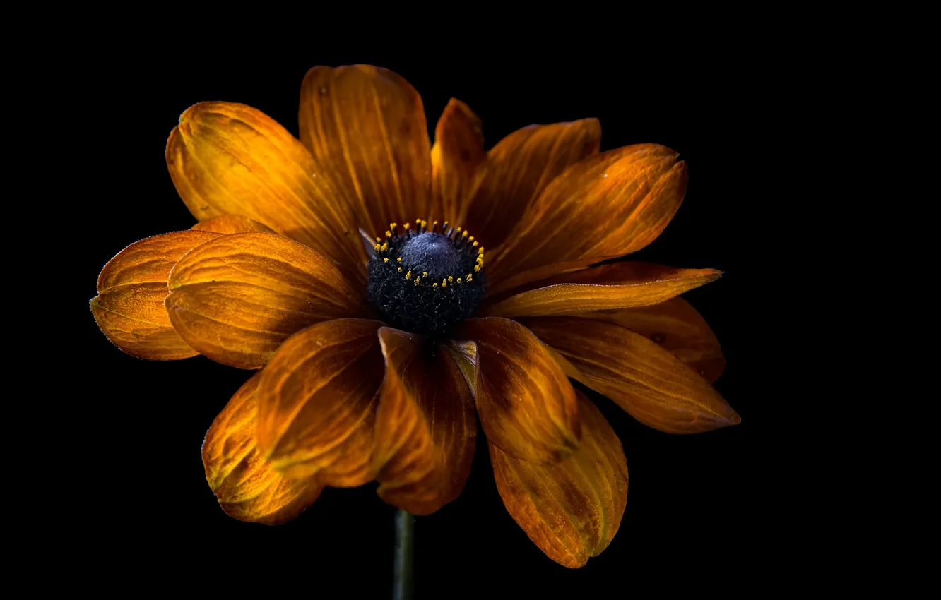 Photo wallpaper flower, the dark background, rudbeckia