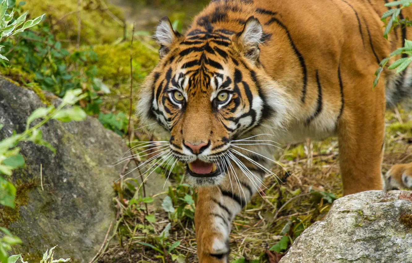 Photo wallpaper cat, look, face, tiger, Sumatran