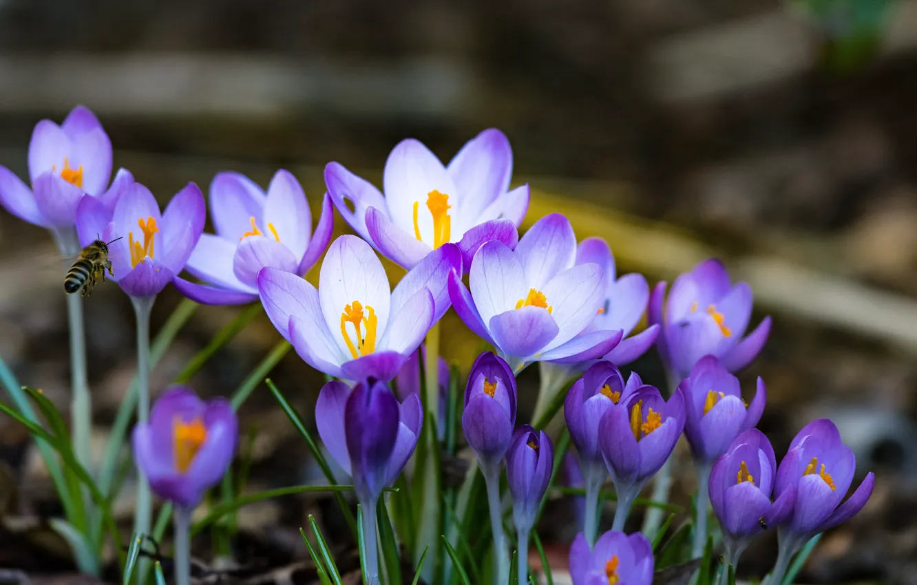Photo wallpaper flowers, nature, bee, spring, crocuses, lilac, bokeh