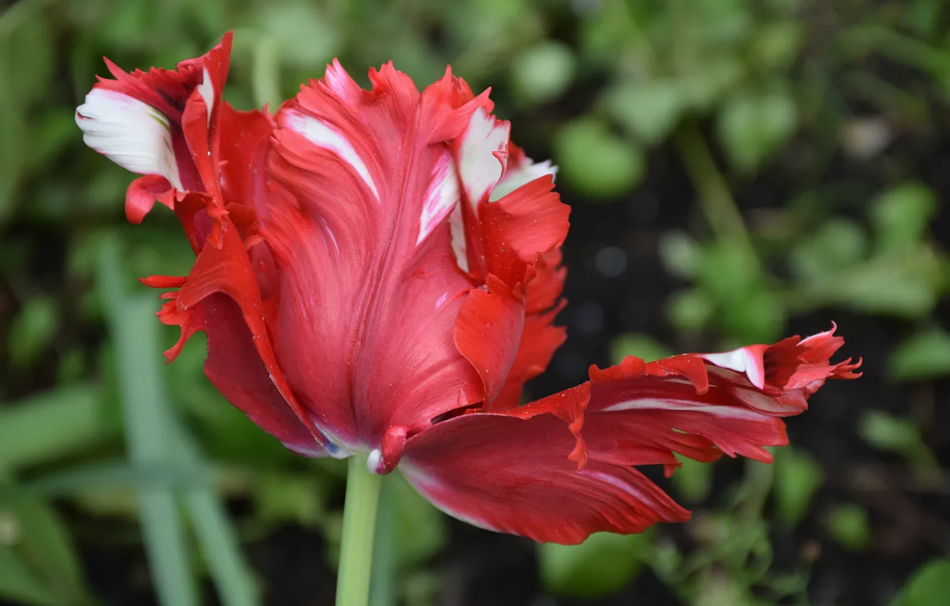 Photo wallpaper Tulip, Flower, Tulip, Red tulip, Red Tulip