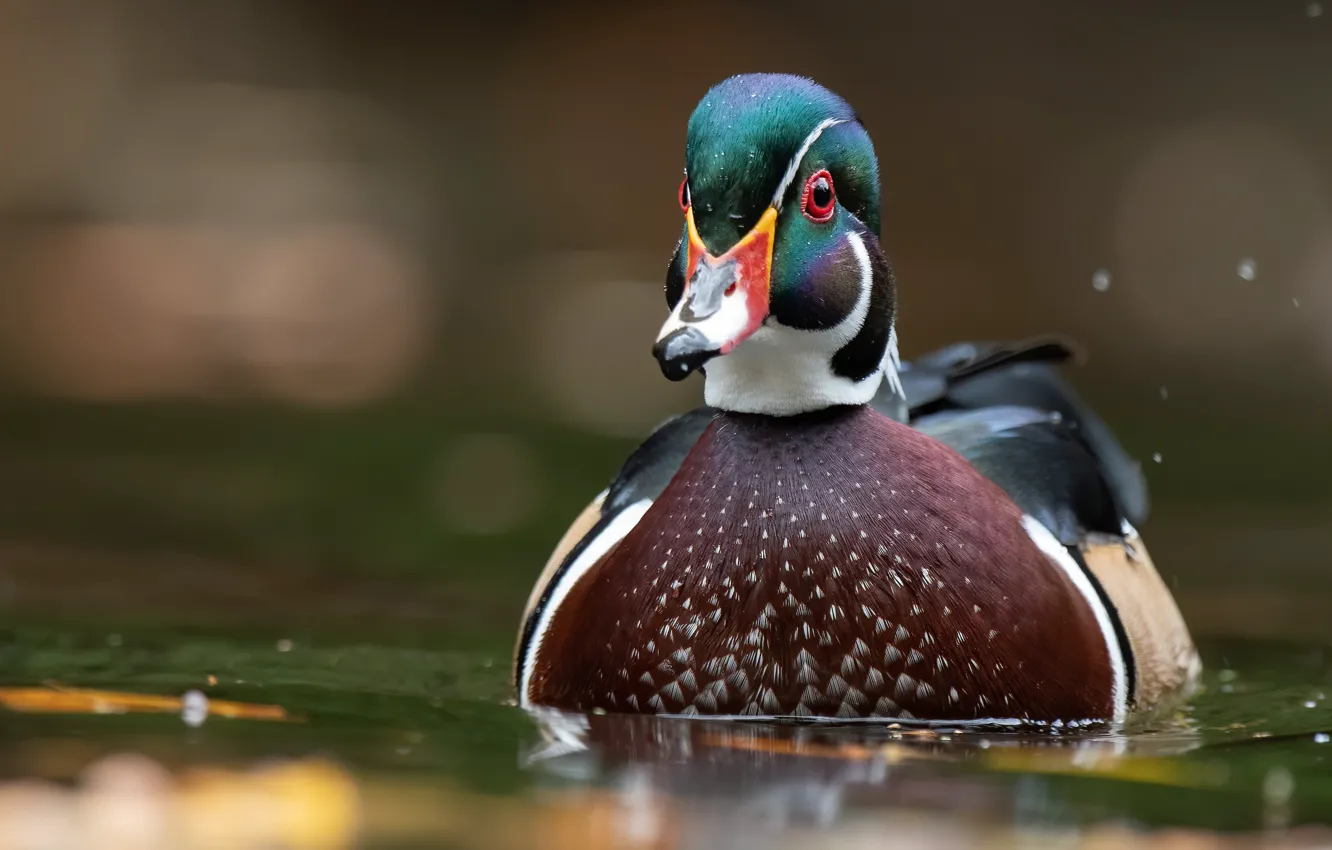 Photo wallpaper duck, swimming, karolinka, bright plumage, water, bird