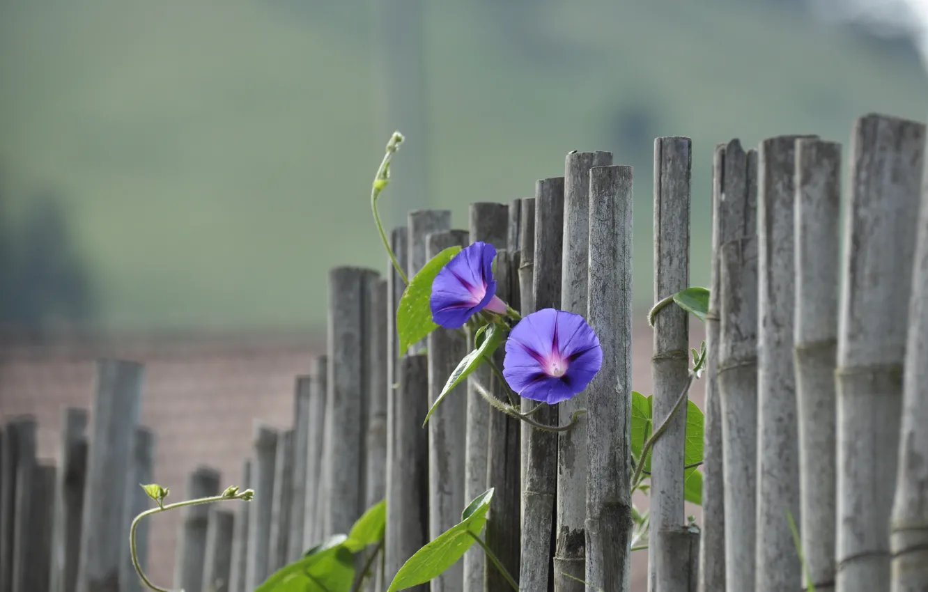 Photo wallpaper flowers, the fence, bokeh, bindweed