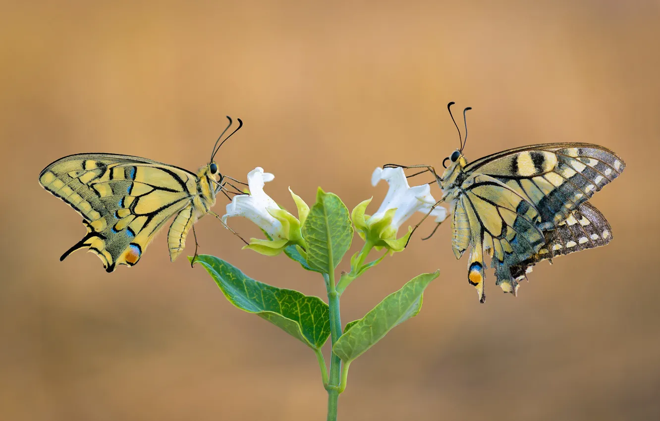 Photo wallpaper flower, macro, butterfly, pair, swallowtail