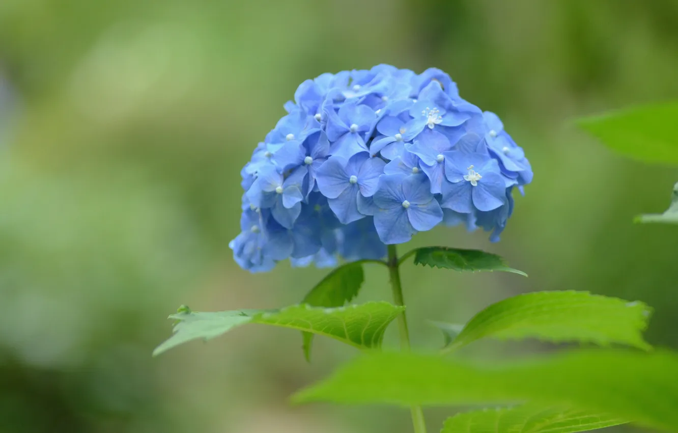 Photo wallpaper macro, hydrangea, inflorescence