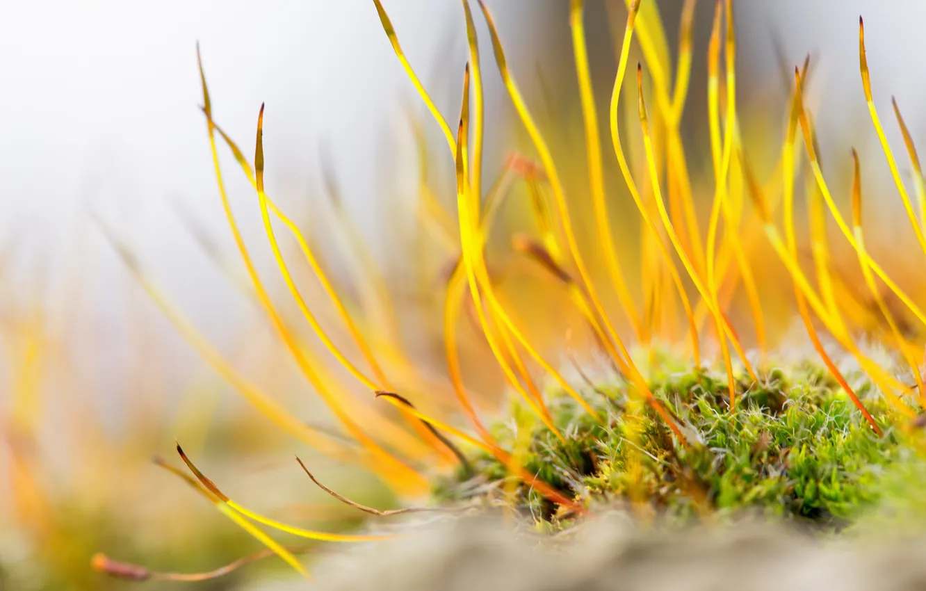 Photo wallpaper plant, moss, blur