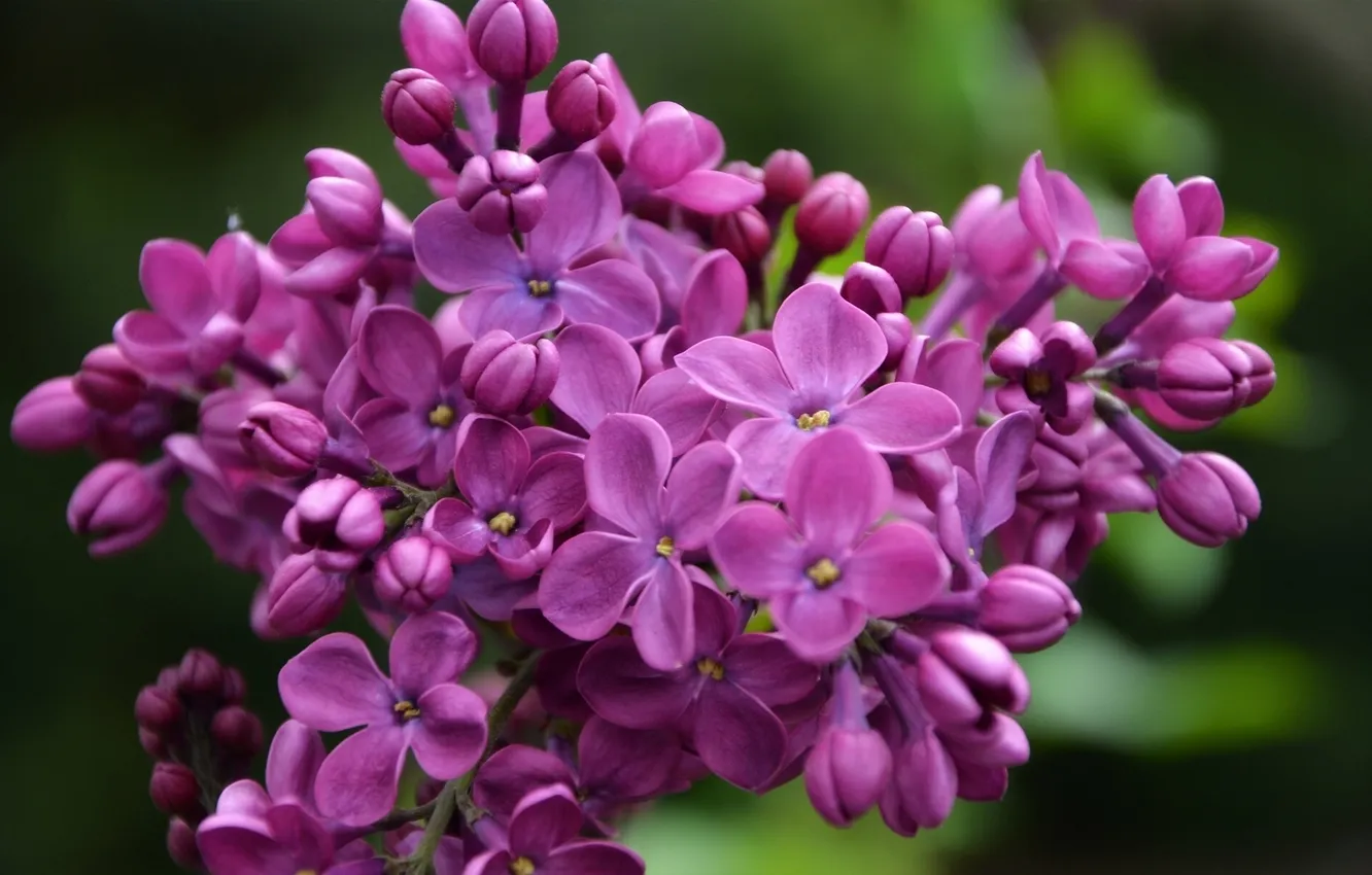 Photo wallpaper macro, bunch, lilac, inflorescence