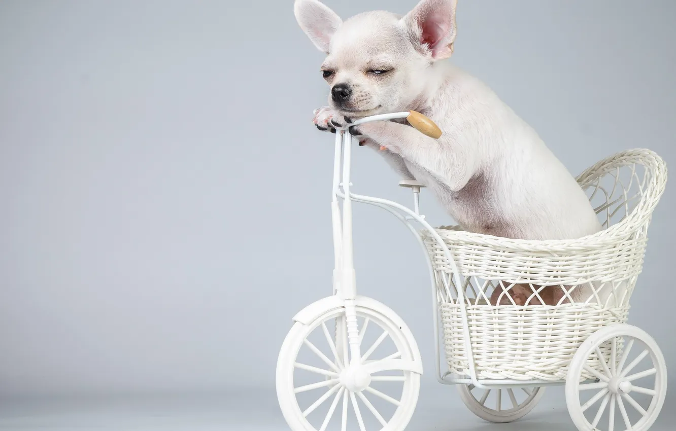 Photo wallpaper bike, dog, puppy