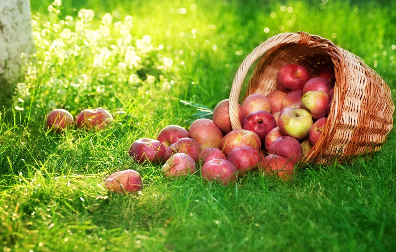 Photo wallpaper grass, basket, apples