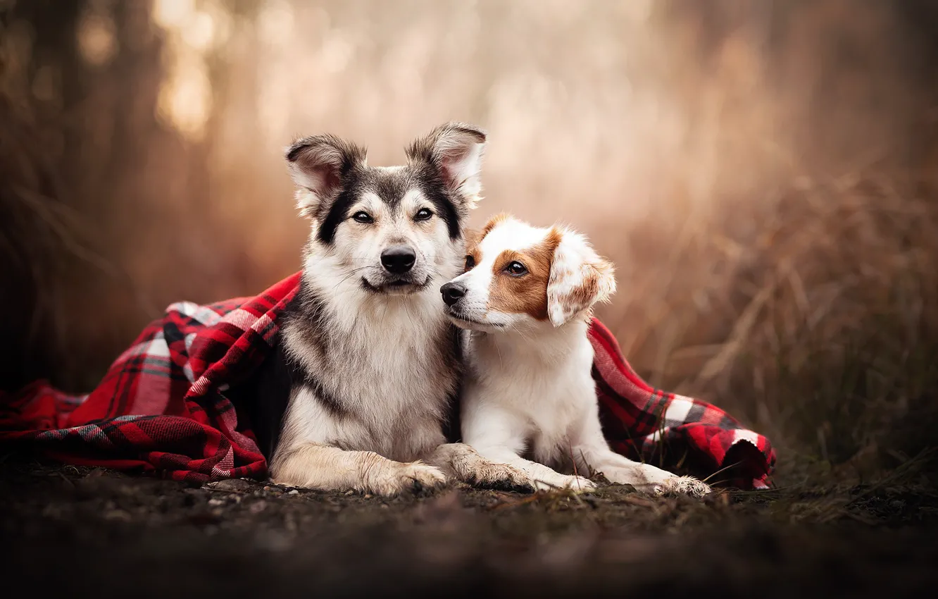 Photo wallpaper each, plaid, a couple, bokeh, two dogs