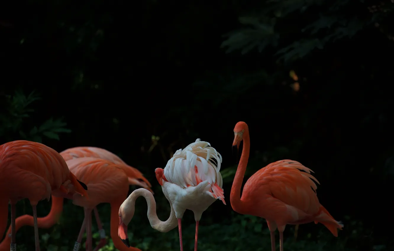 Photo wallpaper photos, pink, Flamingo