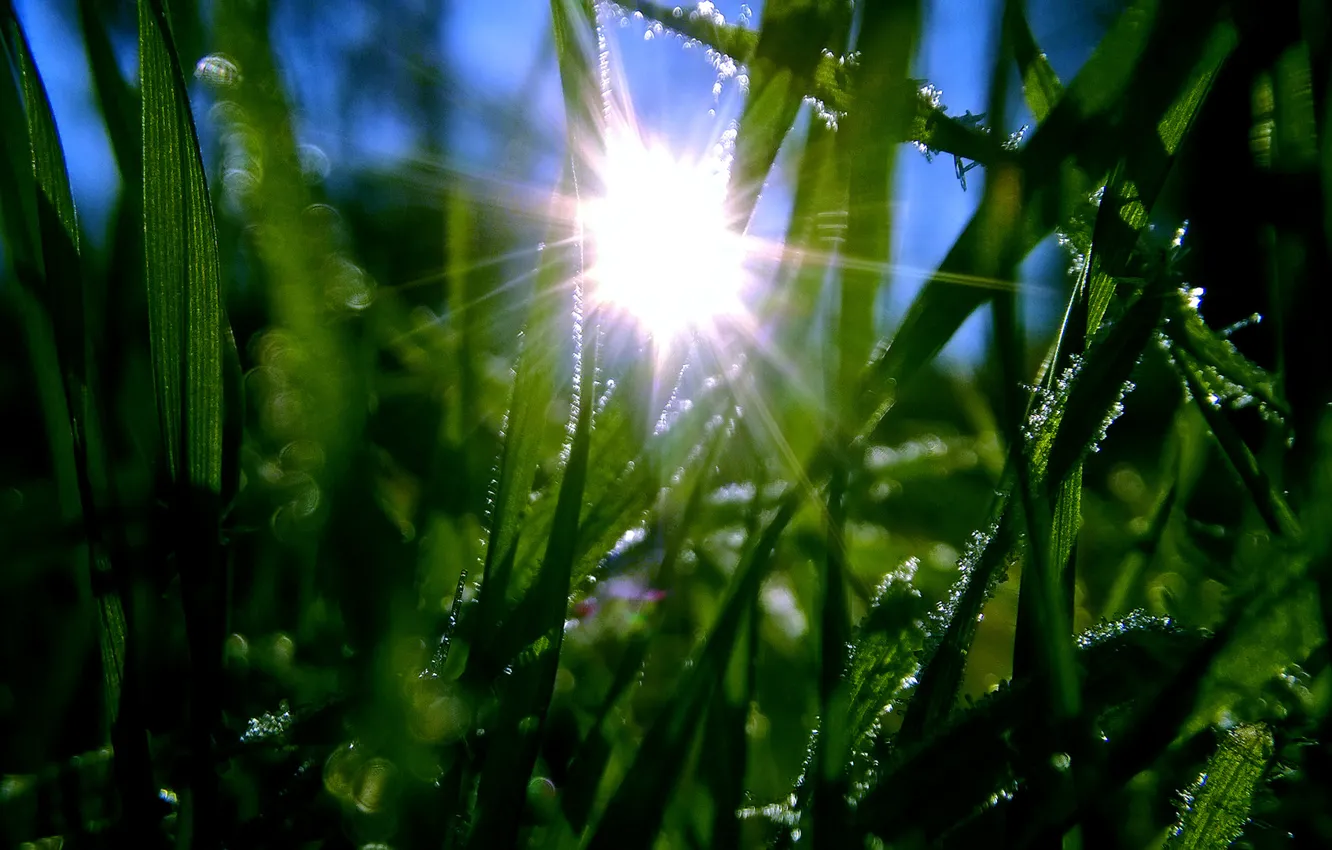 Photo wallpaper green, grass, dew, frost, hoarfrost, halm, haulm, Hoar