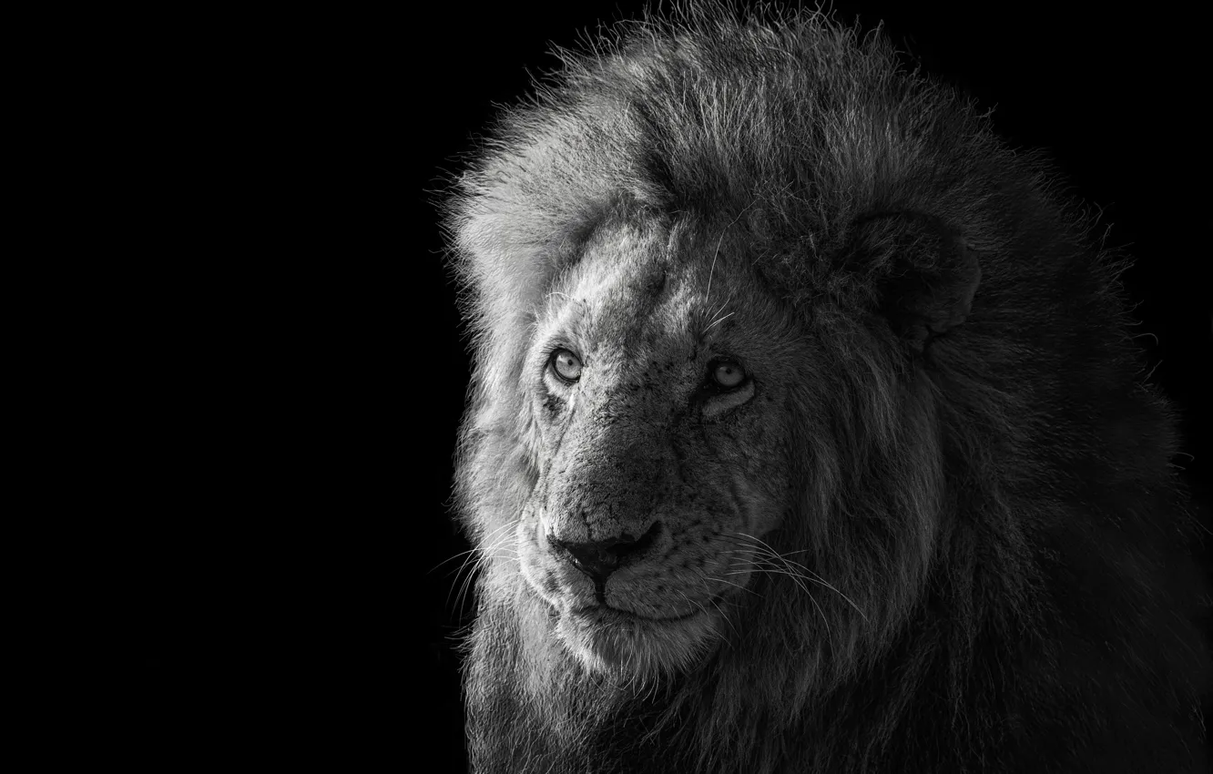 Photo wallpaper Leo, the king of beasts, Lion, king of the animals, James Cai