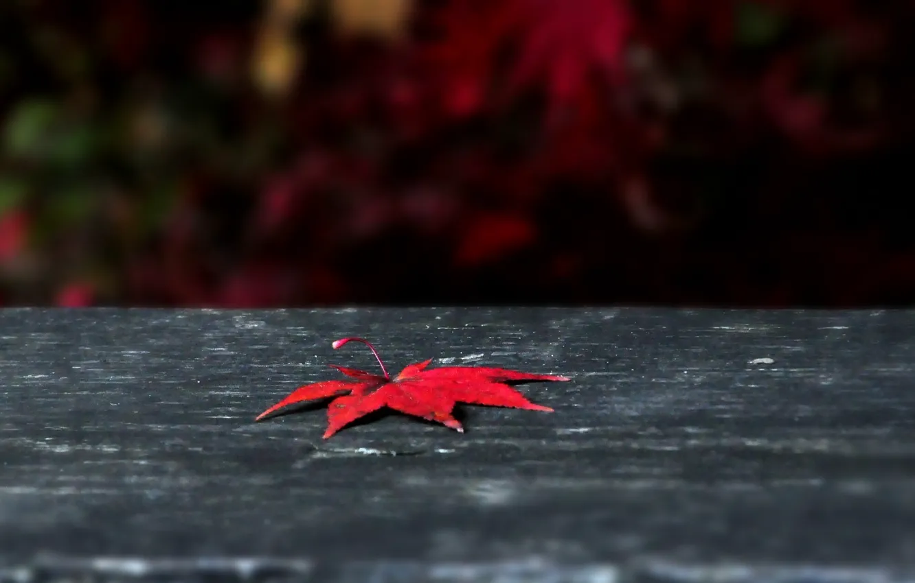 Photo wallpaper autumn, leaves, macro, red, background, widescreen, Wallpaper, leaf