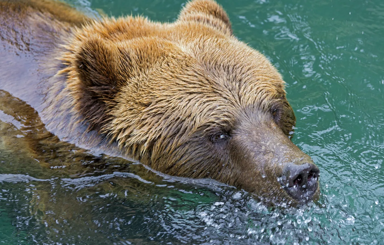 Photo wallpaper face, wet, predator, bear, bathing