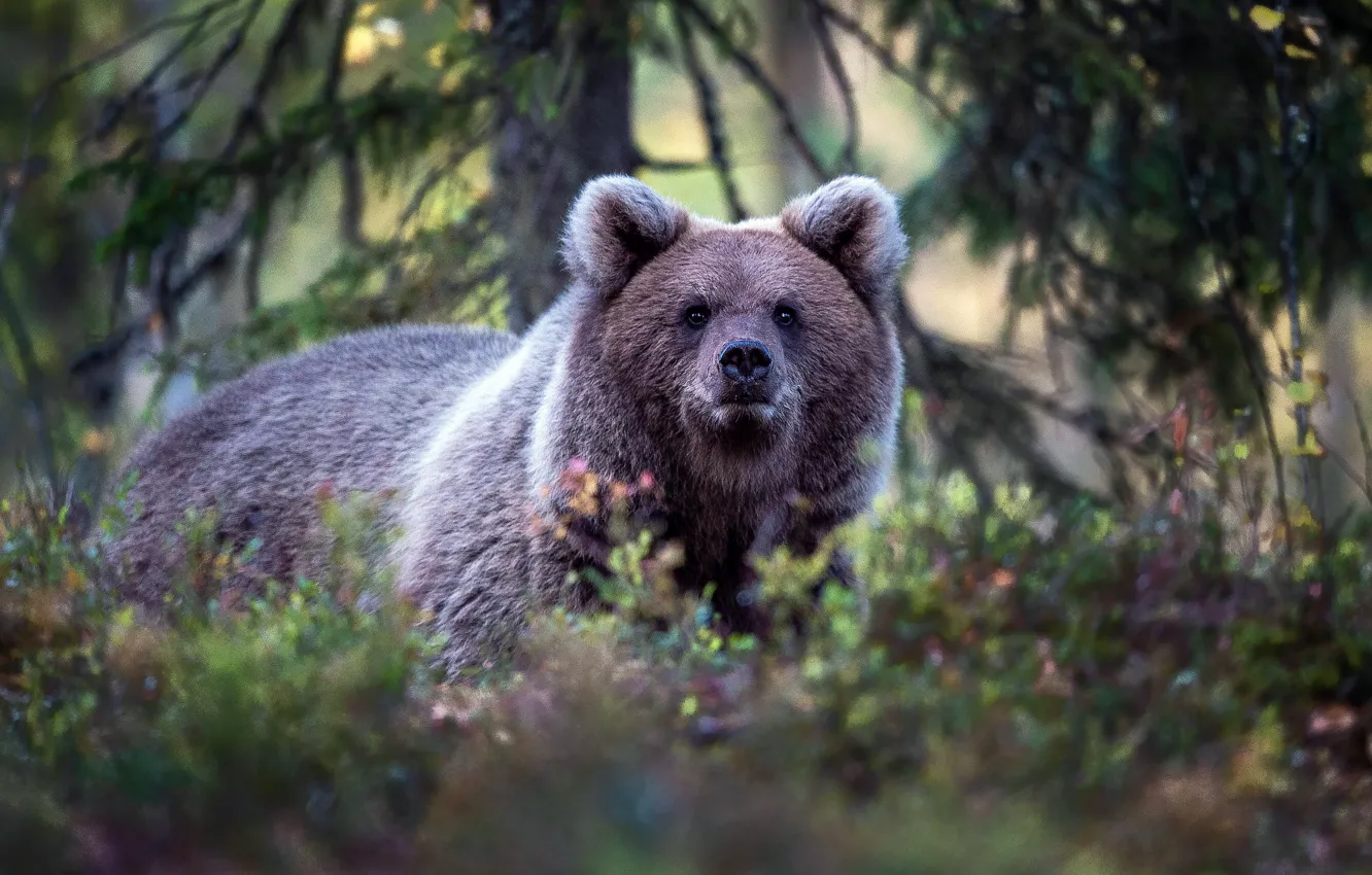 Photo wallpaper forest, look, face, branches, portrait, bear