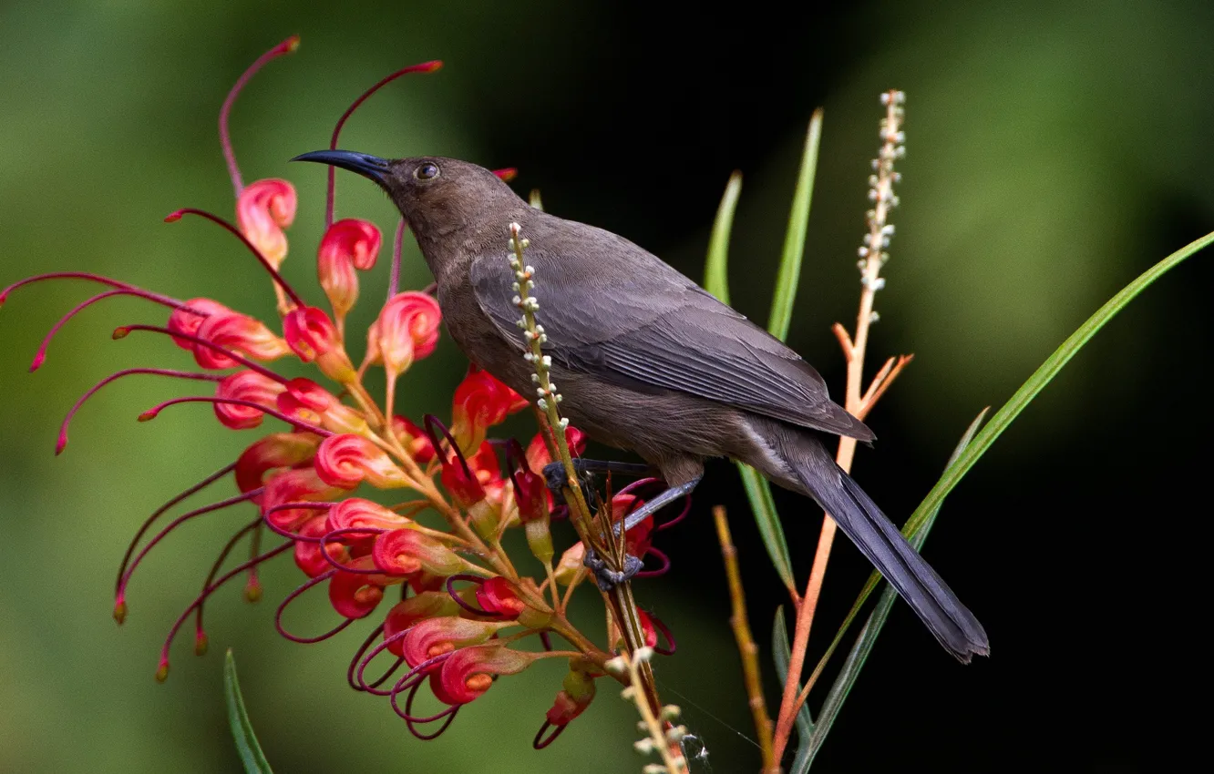 Photo wallpaper flowers, bird, beak, myzomela