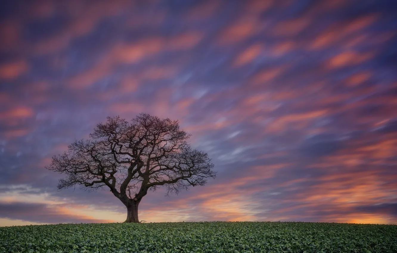 Photo wallpaper field, the sky, sunset, tree