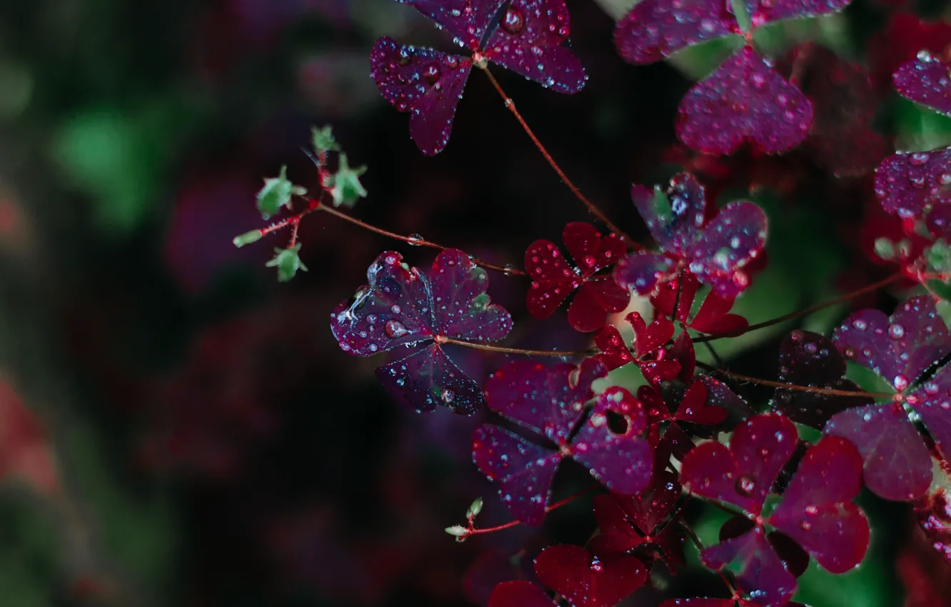 Photo wallpaper drops, nature, plant, close-up, nature, flowers, color, drops