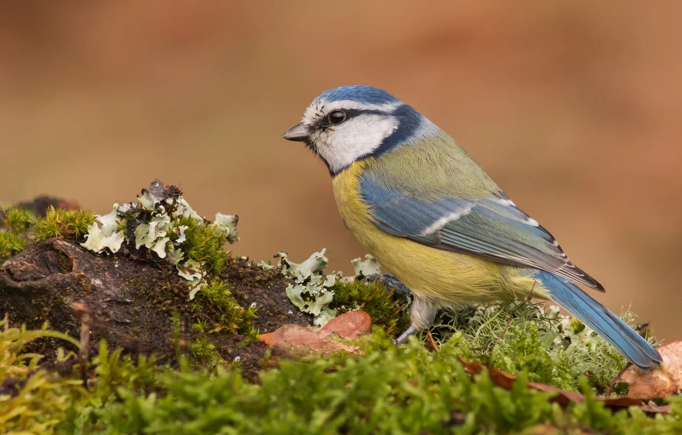 Photo wallpaper bird, moss, feathers, tit