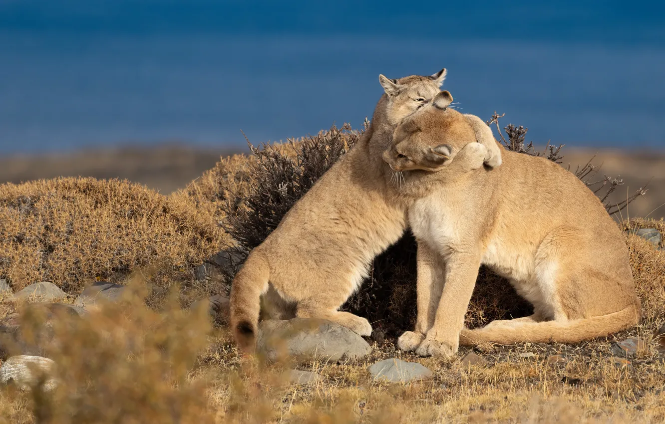 Photo wallpaper hugs, weasel, Puma, cub, the bushes, poses, mother, Cougar