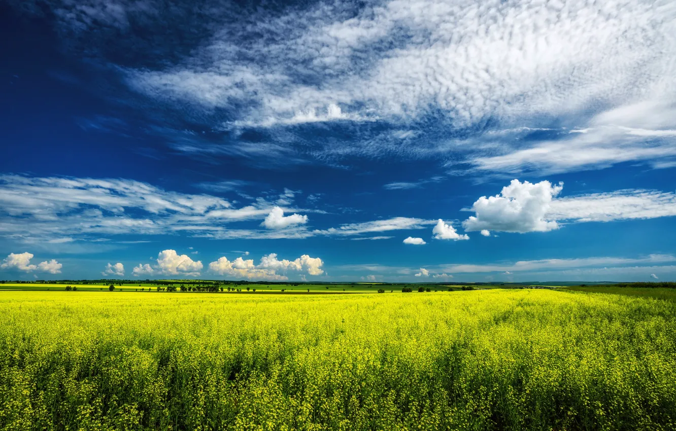 Photo wallpaper the sky, clouds, flowers, blue, spring, rape, rapeseed field