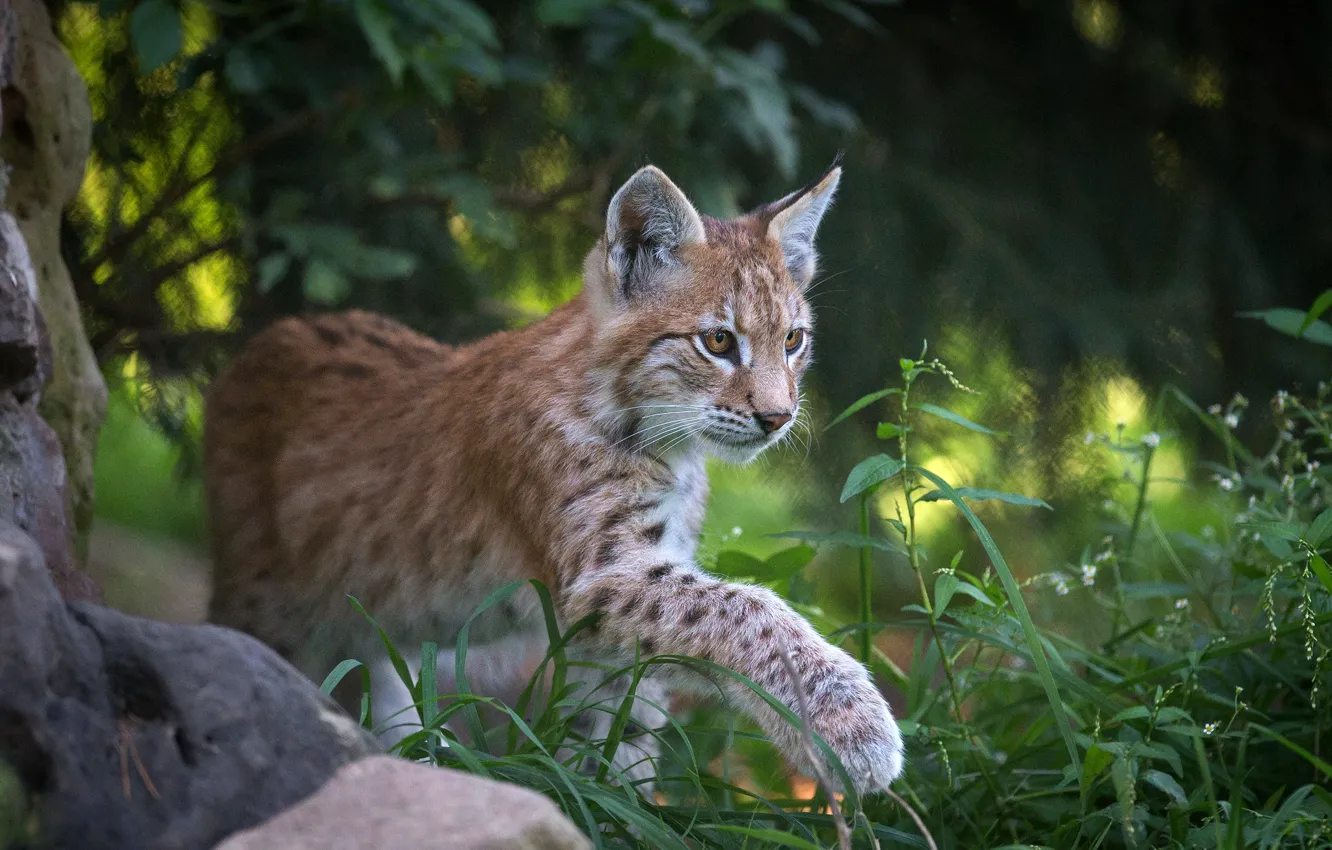 Photo wallpaper summer, grass, look, face, branches, nature, pose, stones