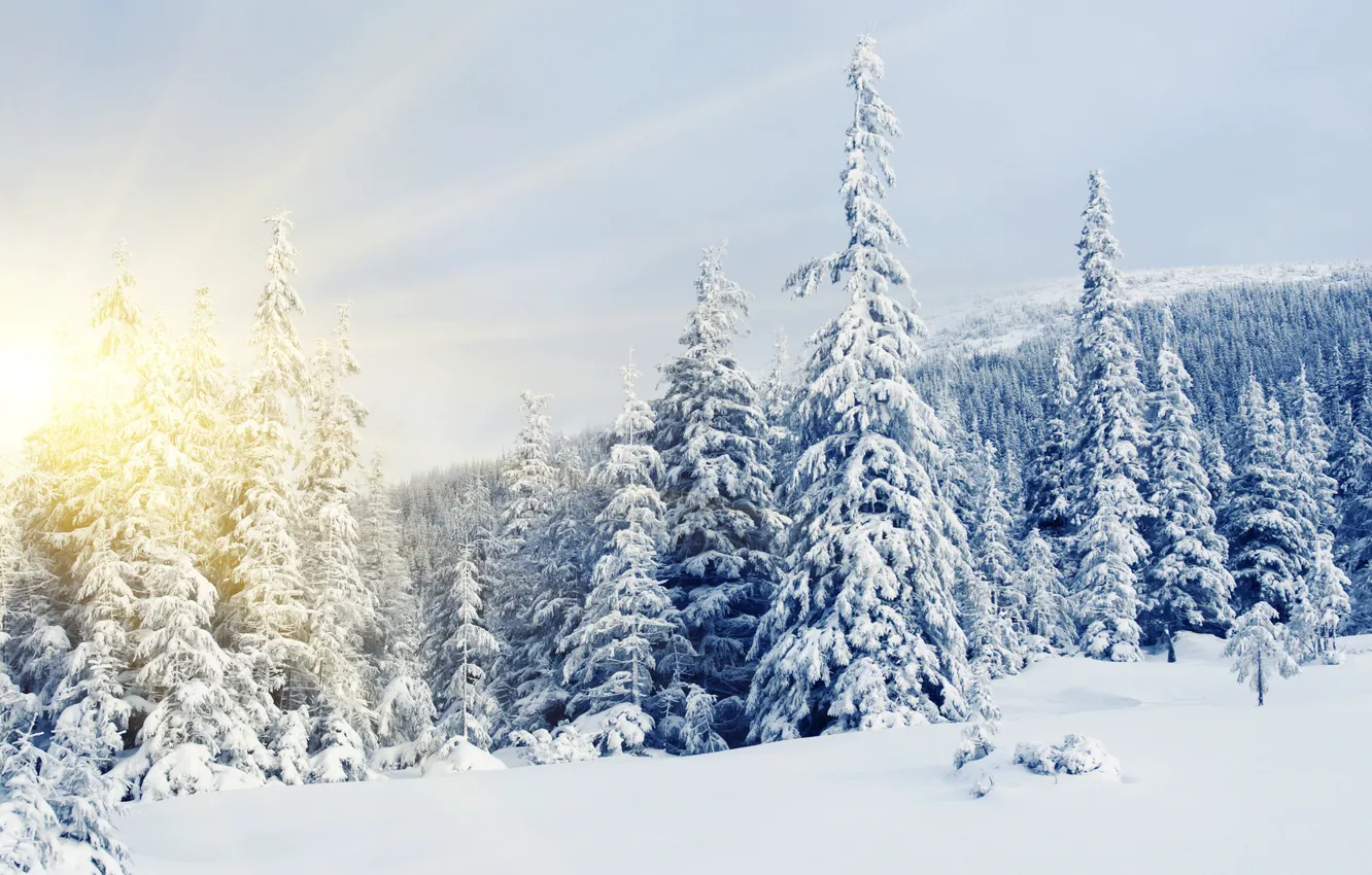 Photo wallpaper winter, snow, tree, North