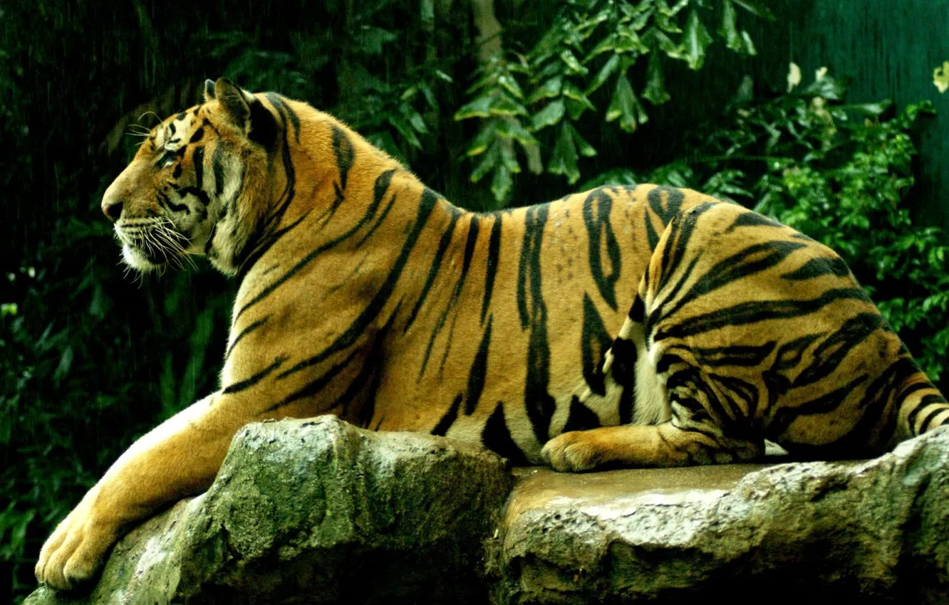 Photo wallpaper tiger, background, beast