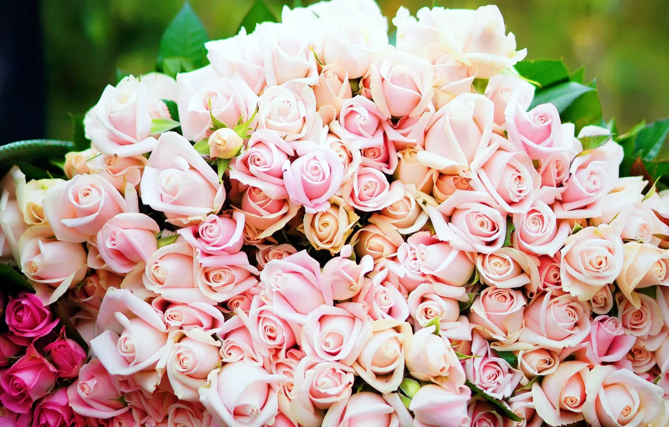 Photo wallpaper flowers, roses, buds