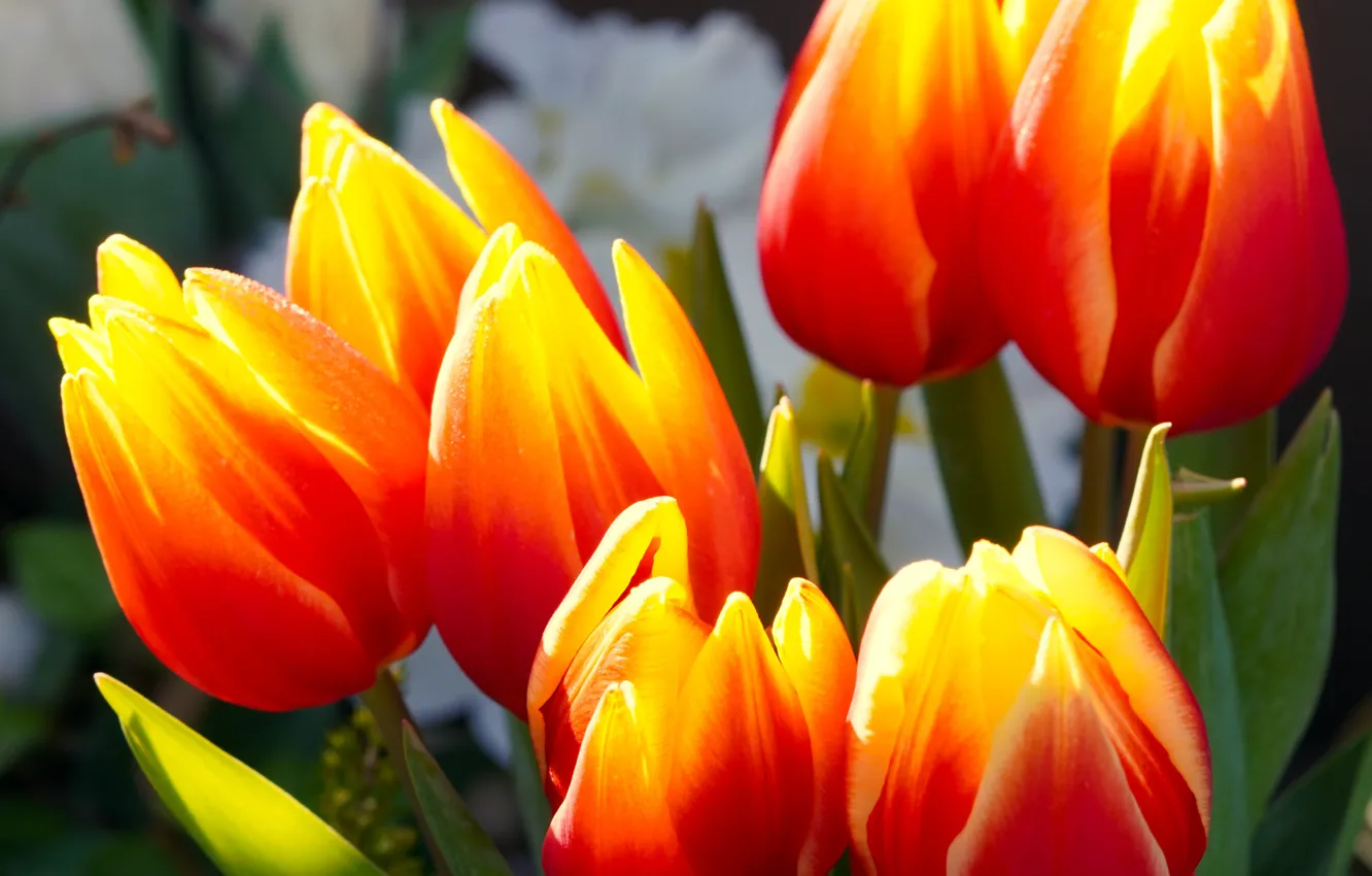 Photo wallpaper macro, light, flowers, orange, red, bright, bouquet, spring