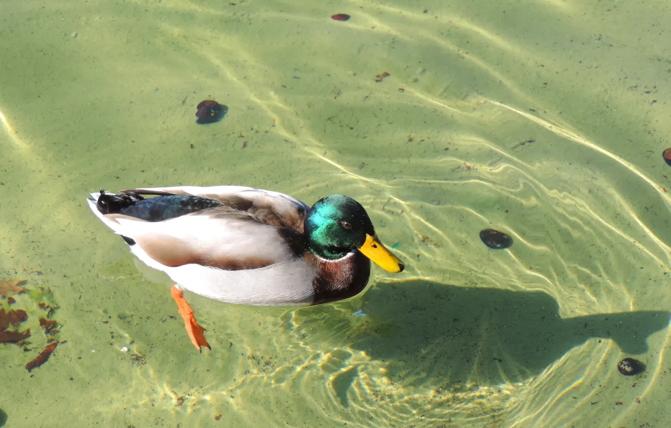 Photo wallpaper lake, Germany, duck