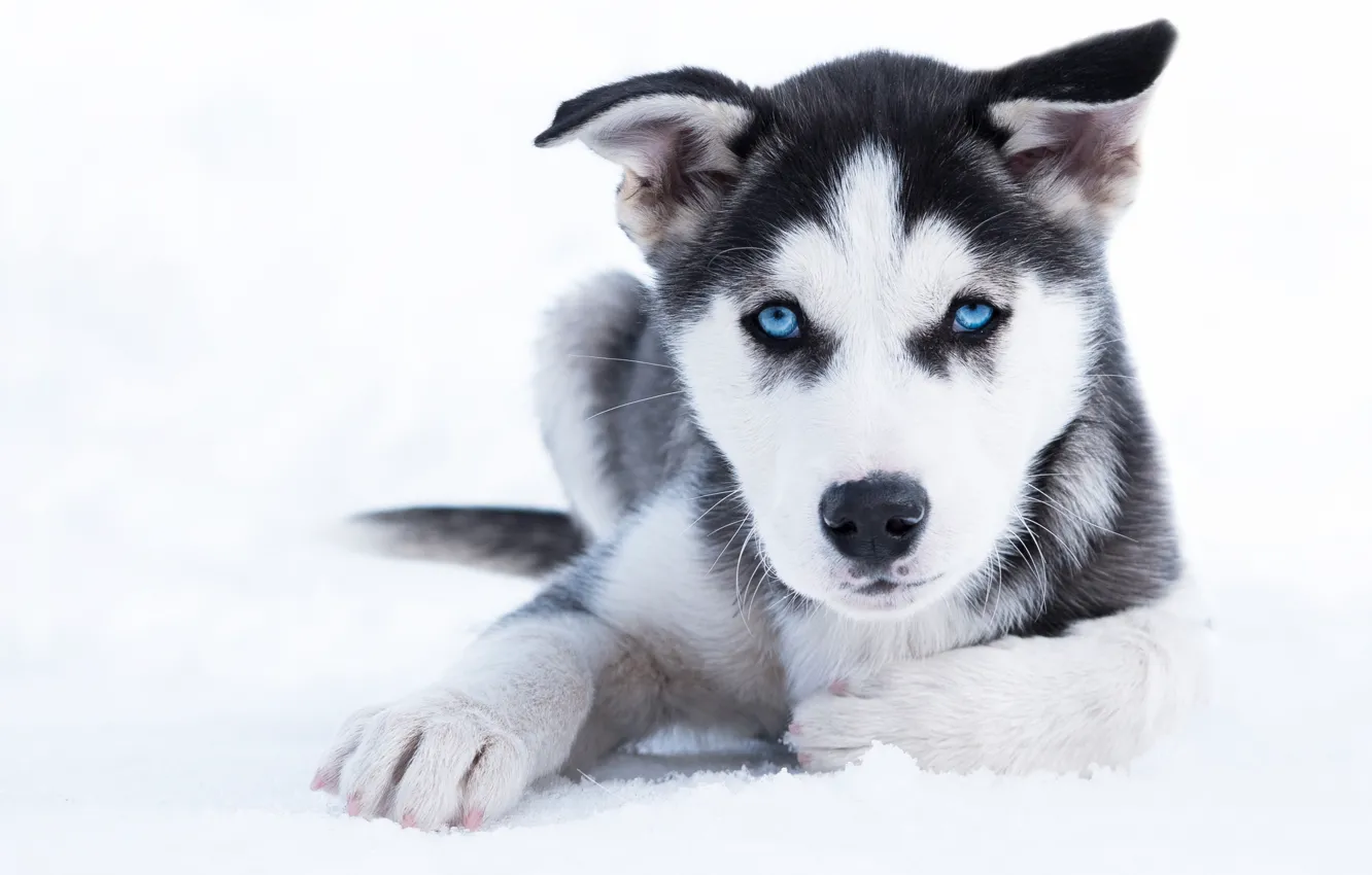 Photo wallpaper winter, look, snow, dog, puppy, blue eyes, husky