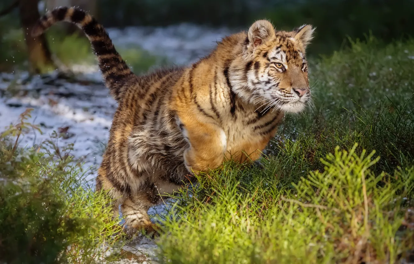 Photo wallpaper tiger, jump, wild cat, The Amur tiger