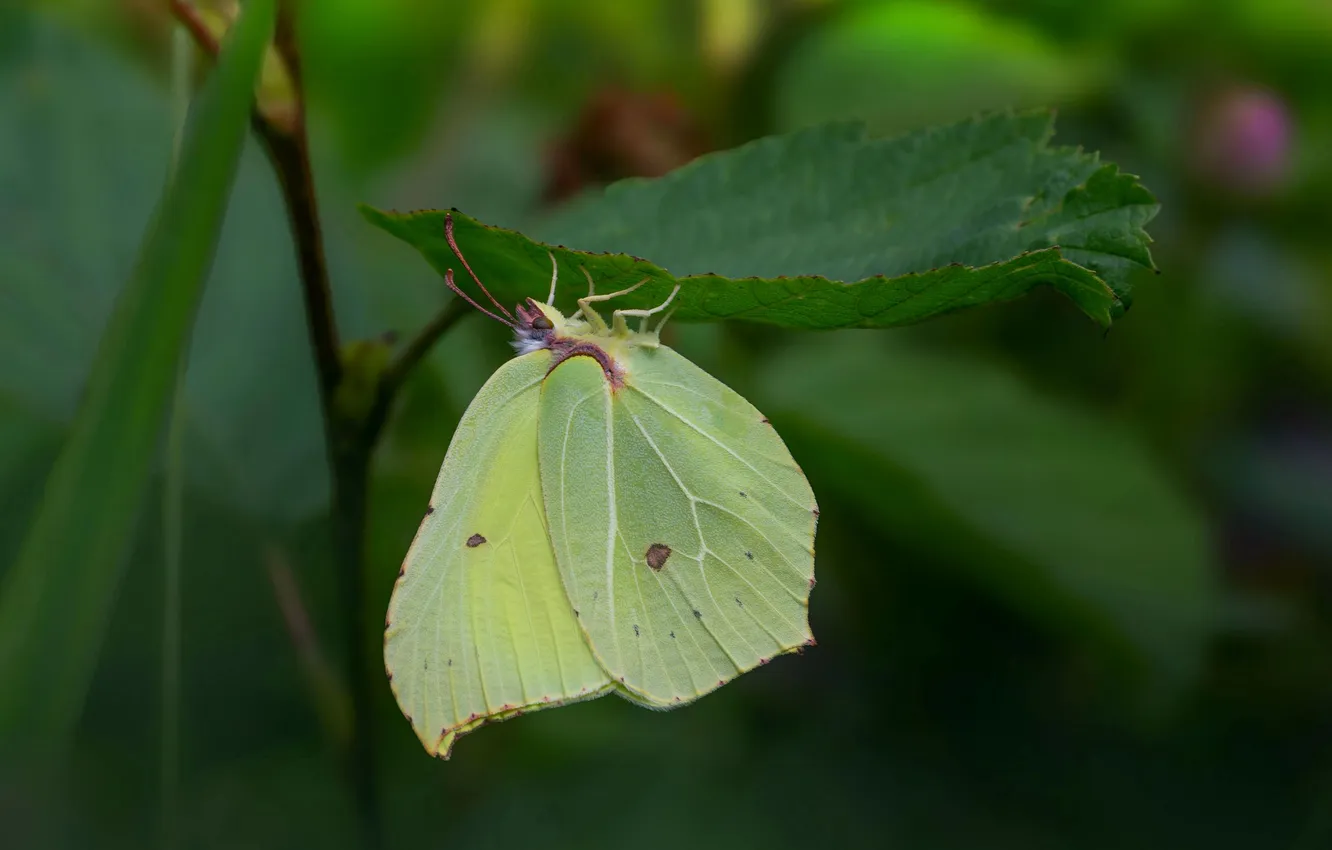 Photo wallpaper leaves, microsemi, wings, Butterfly, insect, beautiful, closeup
