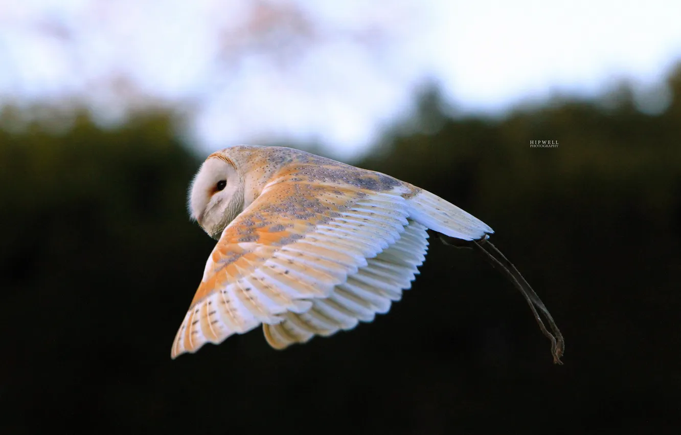 Photo wallpaper white, owl, bird, in flight, Hipwell