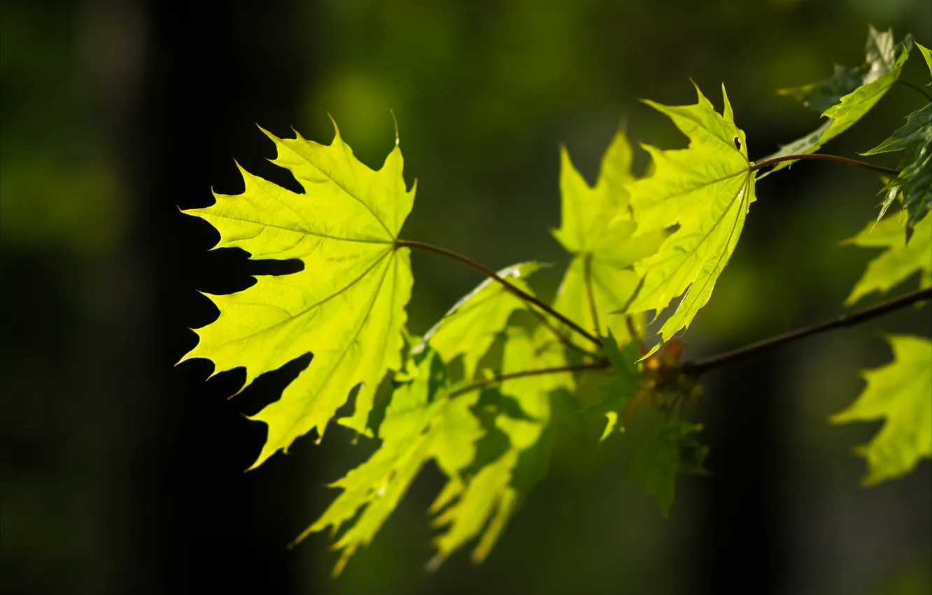 Photo wallpaper leaves, green, contrast, maple
